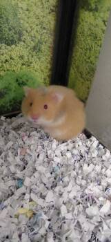Rescue Hamster Hamsters for Adoption in Cincinnati, Ohio - Gizmo | PetCurious