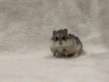 Rescue Dwarf Hamster and Hamster Hamsters for Adoption in Annapolis, Maryland - Alyssa | PetCurious