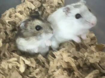Rescue Hamster Hamsters for Adoption in Indianapolis, Indiana - Pepperjack / Provolone | PetCurious
