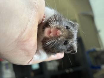 Rescue Hamster Hamsters for Adoption in Howell Township, New Jersey - Fred | PetCurious