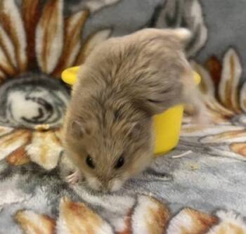 Rescue Hamster and Dwarf Hamster Hamsters for Adoption in Annapolis, Maryland - Bud Light | PetCurious