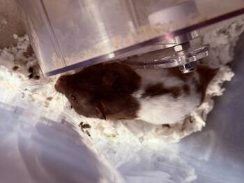 Rescue Hamster Hamsters for Adoption in Irvine, California - Buster Scruggs | PetCurious