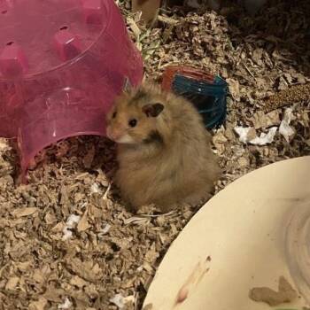 Rescue Hamster Hamsters for Adoption in Albany, New York - Chef Cheeks | PetCurious