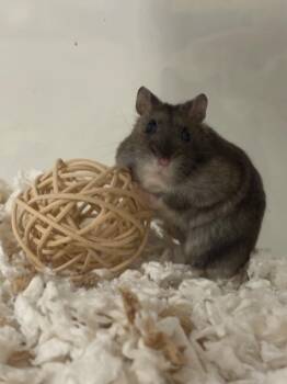 Rescue Hamster Hamsters for Adoption in Indianapolis, Indiana - Feta | PetCurious