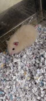 Rescue Hamster Hamsters for Adoption in Cincinnati, Ohio - Bear | PetCurious
