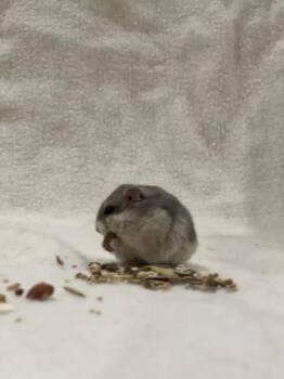 Rescue Dwarf Hamster and Hamster Hamsters for Adoption in Annapolis, Maryland - Von | PetCurious