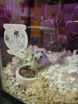 Rescue Hamster Hamsters for Adoption in Skyline, Minnesota - Cinderella | PetCurious