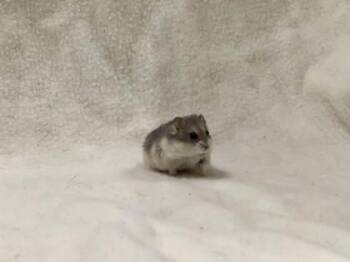 Rescue Dwarf Hamster and Hamster Hamsters for Adoption in Annapolis, Maryland - Julian | PetCurious