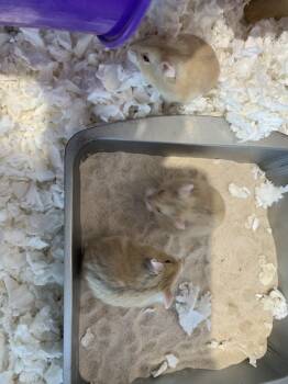 Rescue Hamster Hamsters for Adoption in San Diego, California - Hema Baby Girl Five B | PetCurious