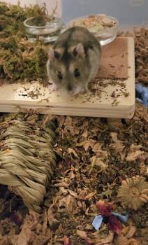 Rescue Dwarf Hamster and Hamster Hamsters for Adoption in Tucson, Arizona - Cheffie | PetCurious