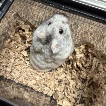 Rescue Dwarf Hamster and Hamster Hamsters for Adoption in Edinburg, Pennsylvania - Tanzanite: Video!! | PetCurious
