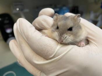 Rescue Hamster Hamsters for Adoption in Pasadena, California - A524865 | PetCurious