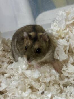 Rescue Hamster Hamsters for Adoption in Indianapolis, Indiana - Cotija | PetCurious