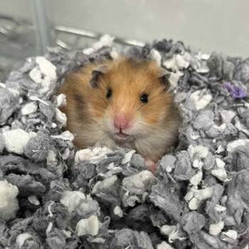 Rescue Hamster Hamsters for Adoption - Tom Tom | PetCurious