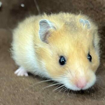 Rescue Hamster Hamsters for Adoption - Deedle | PetCurious
