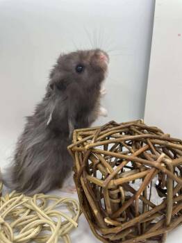 Rescue Hamster Hamsters for Adoption in Springfield, Oregon - Phantom | PetCurious