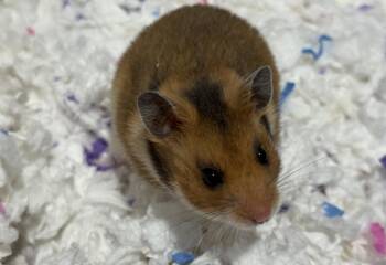 Rescue Hamster Hamsters for Adoption in Patchogue, New York - Hemp Milk | PetCurious