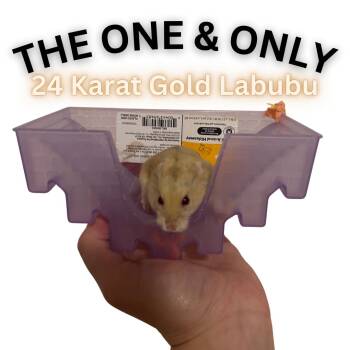 Rescue Dwarf Hamster and Hamster Hamsters for Adoption in Ripon, California - 24 Karat Gold Labubu | PetCurious