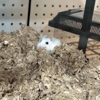 Rescue Dwarf Hamster Hamsters for Adoption in Howell Township, New Jersey - Bailey | PetCurious