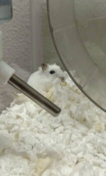 Rescue Hamster Hamsters for Adoption in Skyline, Minnesota - Snow White | PetCurious