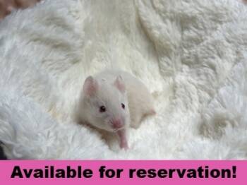 Rescue Hamster Hamsters for Adoption in Eugene, Oregon - Absolom, Ruler Of Flame | PetCurious