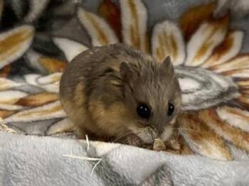 Rescue Hamster Hamsters for Adoption in Annapolis, Maryland - Perfecta | PetCurious