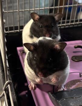 Rescue Hamster Hamsters for Adoption in Paramus, New Jersey - Seeing Double! | PetCurious
