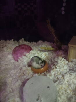 Rescue Hamster Hamsters for Adoption in Skyline, Minnesota - Anthony Edwards | PetCurious