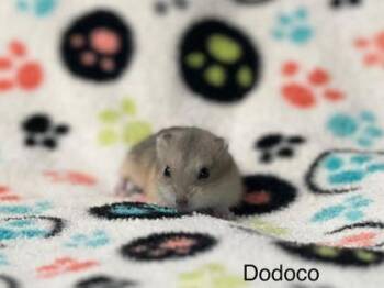 Rescue Dwarf Hamster and Hamster Hamsters for Adoption in Annapolis, Maryland - Dodoco | PetCurious