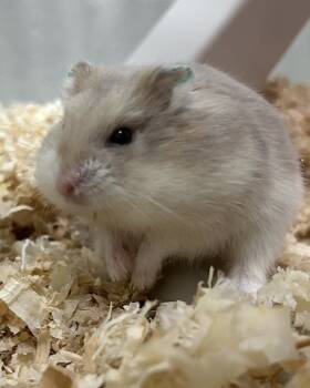 Rescue Hamster Hamsters for Adoption in Novato, California - Fun Dip | PetCurious