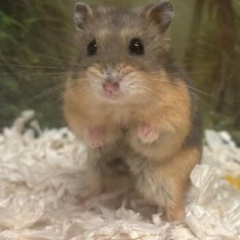 Rescue Dwarf Hamster Hamsters for Adoption in Prince Frederick, Maryland - Biscuit | PetCurious