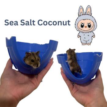 Rescue Dwarf Hamster and Hamster Hamsters for Adoption in Ripon, California - Sea Salt Coconut | PetCurious