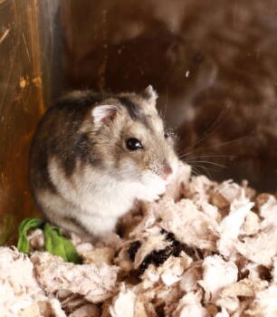 Rescue Hamster Hamsters for Adoption in Skyline, Minnesota - Strawberry | PetCurious