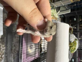 Rescue Dwarf Hamster Hamsters for Adoption in Howell Township, New Jersey - Baby Campbell Dwarf Hamsters | PetCurious