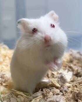 Rescue Hamster Hamsters for Adoption in Novato, California - Cookies & Cream Pocky | PetCurious