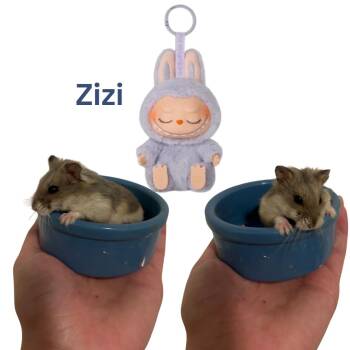 Rescue Dwarf Hamster and Hamster Hamsters for Adoption in Ripon, California - Zizi | PetCurious