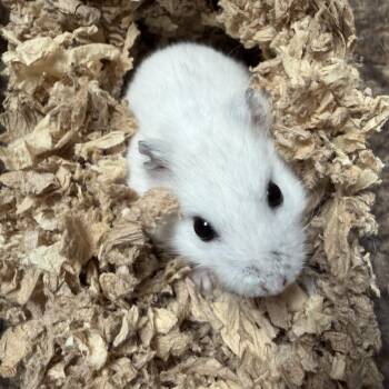 Rescue Dwarf Hamster Hamsters for Adoption in Edinburg, Pennsylvania - Witherite: Video!! | PetCurious
