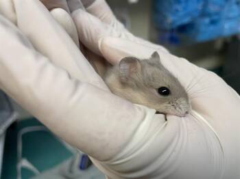 Rescue Hamster Hamsters for Adoption in Pasadena, California - A524863 | PetCurious