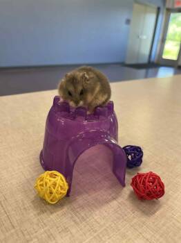 Rescue Dwarf Hamster and Hamster Hamsters for Adoption in Little Chute, Wisconsin - Funke | PetCurious