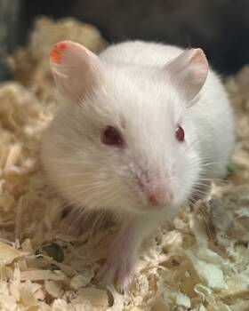 Rescue Hamster Hamsters for Adoption in Novato, California - Trolli Gummy Shark | PetCurious