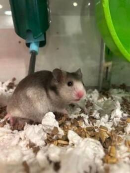 Rescue Hamster Hamsters for Adoption in Annapolis, Maryland - Bea | PetCurious