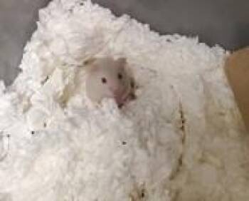 Rescue Hamster Hamsters for Adoption in Key West, Florida - Blossom | PetCurious