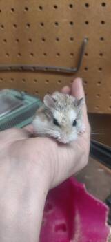 Rescue Hamster Hamsters for Adoption in Cincinnati, Ohio - Mia | PetCurious