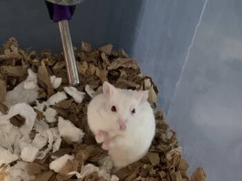 Rescue Hamster Hamsters for Adoption in San Diego, California - Hemanya Baby Boy 5 B | PetCurious