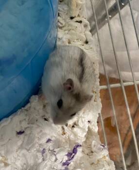 Rescue Hamster Hamsters for Adoption in Indianapolis, Indiana - Roquefort | PetCurious