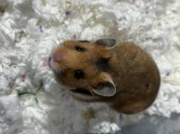 Rescue Hamster Hamsters for Adoption in Patchogue, New York - Oat Milk | PetCurious