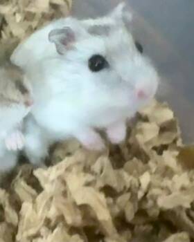 Rescue Hamster Hamsters for Adoption in Indianapolis, Indiana - Provolone | PetCurious