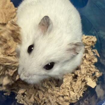 Rescue Dwarf Hamster Hamsters for Adoption in Edinburg, Pennsylvania - Thomsonite: Video!! | PetCurious