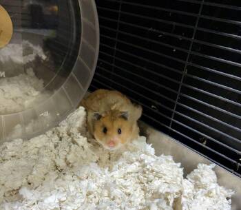 Rescue Hamster Hamsters for Adoption in Howell Township, New Jersey - Darth Vader | PetCurious