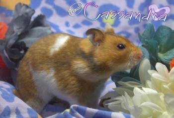 Rescue Hamster and Dwarf Hamster Hamsters for Adoption in Lacey, Washington - Cassandra *Courtesy Post* | PetCurious